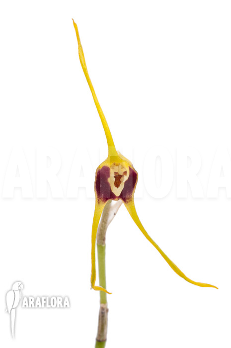 Masdevallia oreas