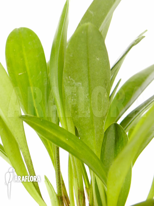 Masdevallia polysticta