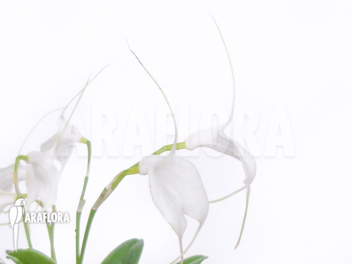 Masdevallia tovarensis