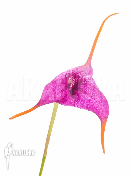 Masdevallia x Purple Prince flower