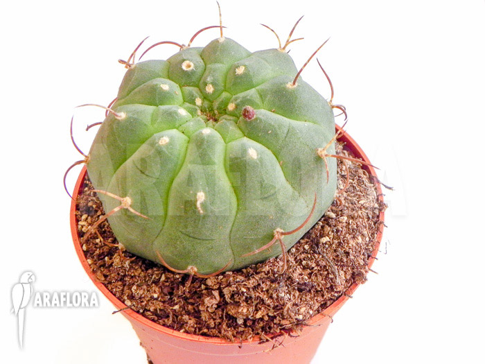 Matucana madisoniorum