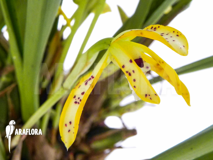 Maxillaria punctata