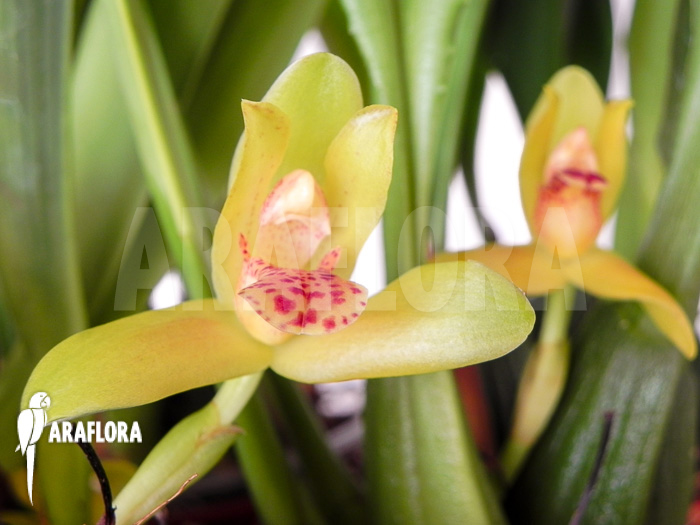 Maxillaria rufescens ‘yellow flower’