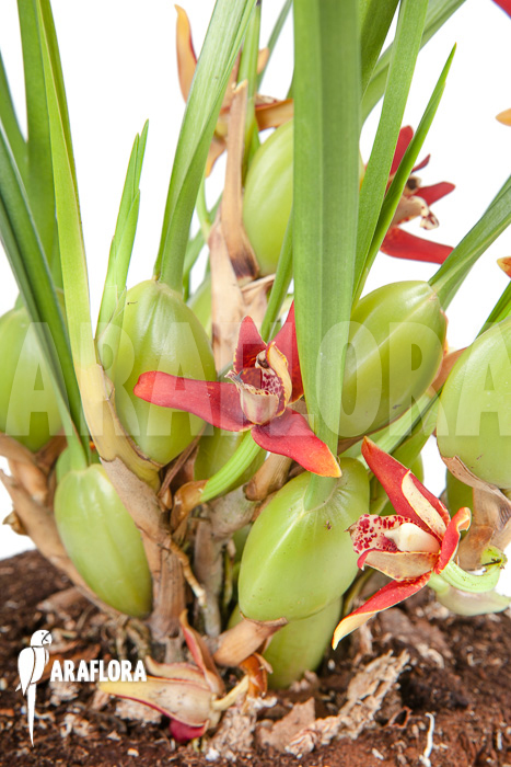 Maxillaria tenuifolia ‘L’