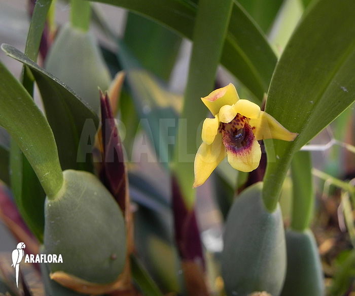 Maxillaria variabilis