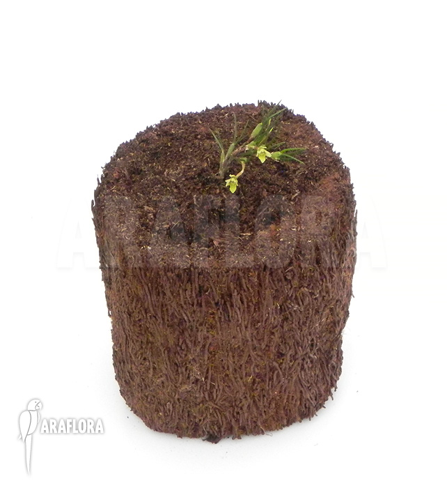 Maxillaria vitelliniflora