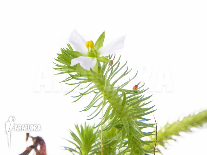 Mayaca fluviatilis flower