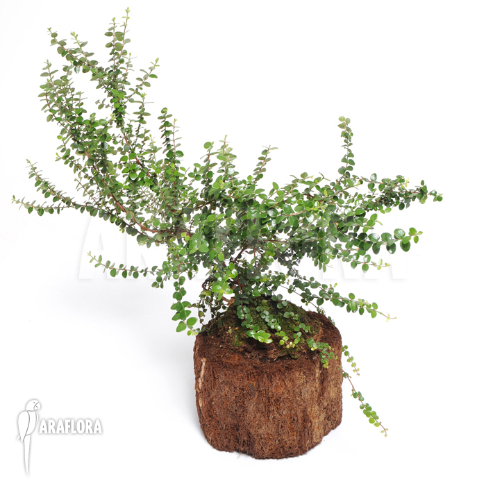 Metrosideros carmineus ‘L’