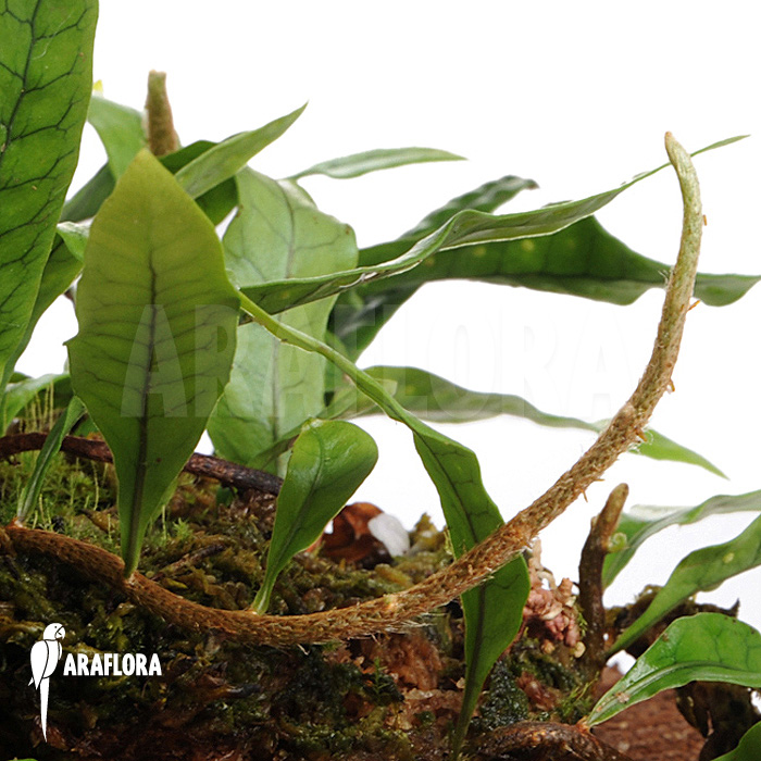 Microgramma lycopodioides