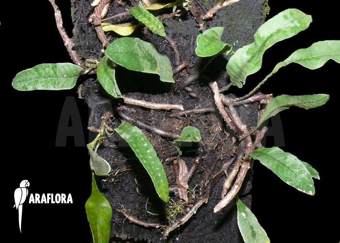 Microgramma squamulosa