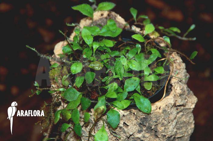 Microgramma tecta  var. nana