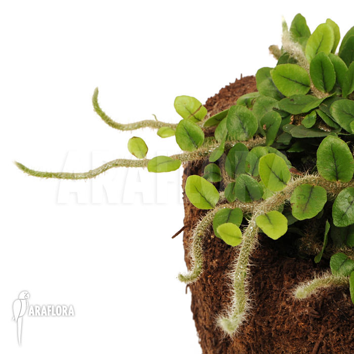 Microgramma vaccinifolia