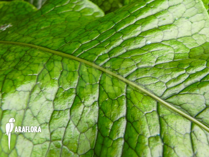 Microsorum musifolium detail