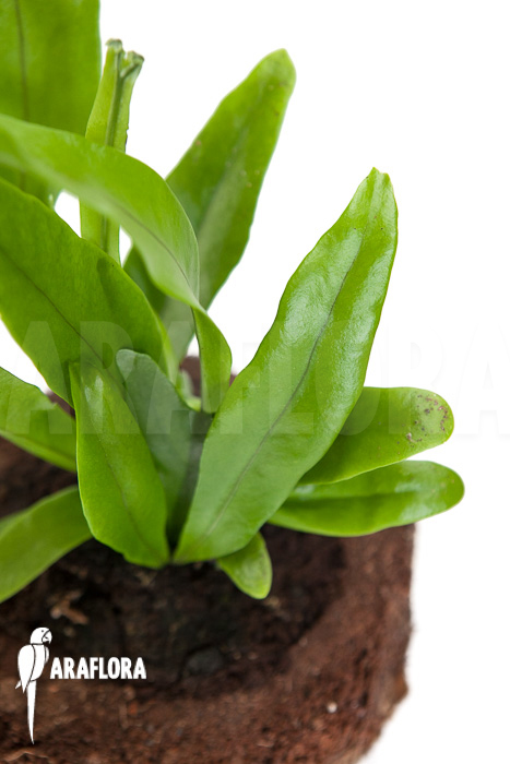 Microsorum punctatum