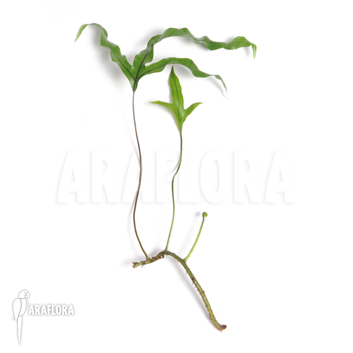 Microsorum pustulatum