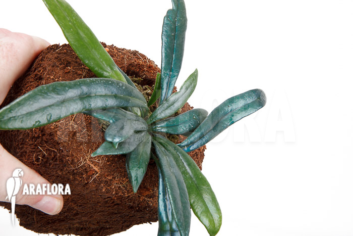 Microsorum steerei ‘Thailandicum’