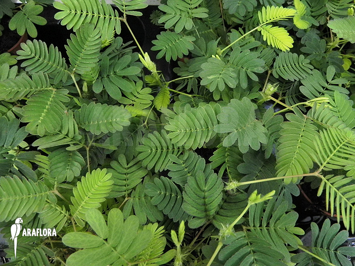 Mimosa pudica