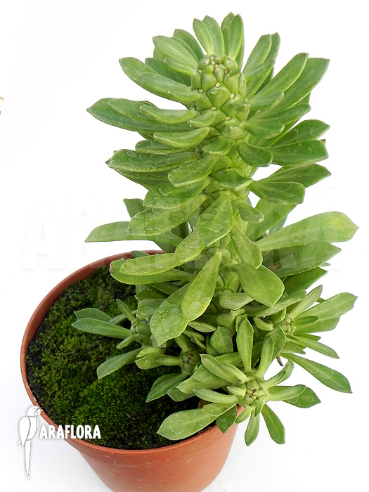 Monadenium stapeliadodes