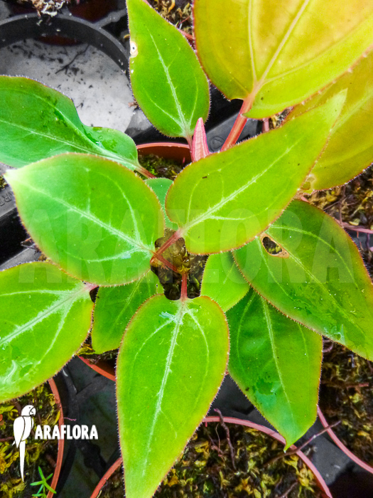 Monolena primuliflora