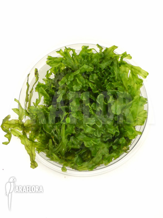 Tropical Pellia moss Monosolenium tenerum