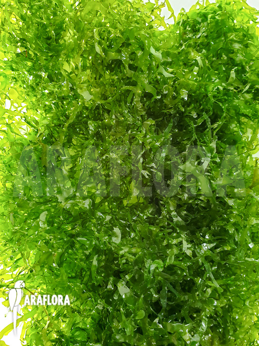 Tropical Pellia moss Monosolenium tenerum