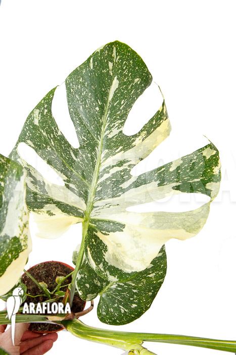 Monstera ‘Thai Constellation’ ‘L’