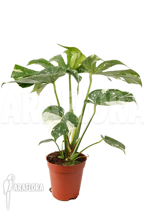 Monstera ‘Thai Constellation’ ‘L’