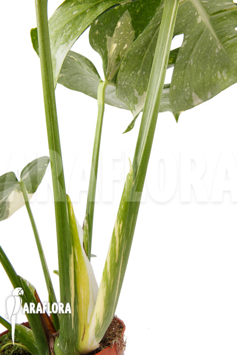 Monstera ‘Thai Constellation’ ‘L’