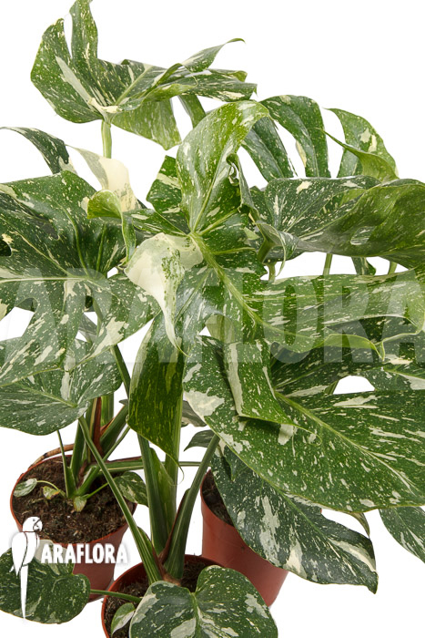 Monstera ‘Thai Constellation’ ‘L’