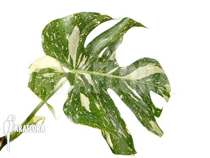 Monstera ‘Thai Constellation’ ‘L’