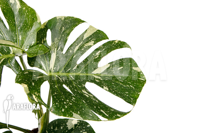 Monstera ‘Thai Constellation’ ‘L’
