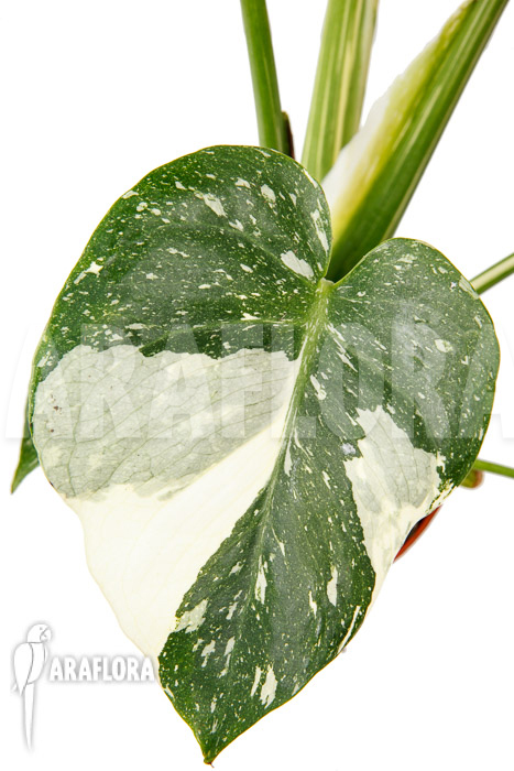 Monstera ‘Thai Constellation’ ‘M’