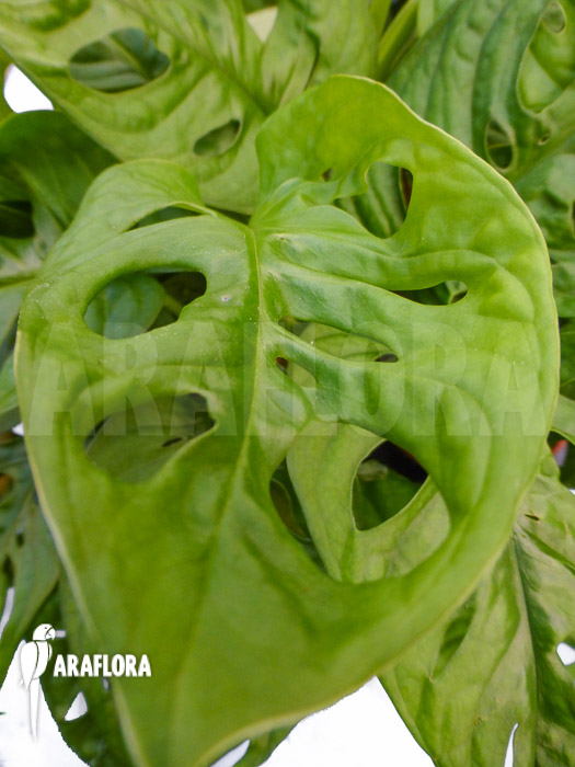 Monstera adansonii