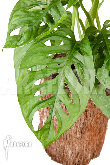 Monstera adansonii ‘Leichtlinii’