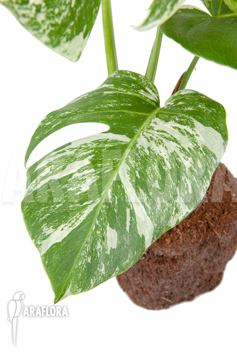 Monstera deliciosa variegata “M”