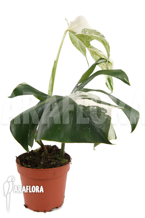 Monstera deliciosa variegata Type B ‘M’
