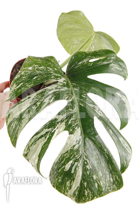 Monstera deliciosa variegata White One ‘M’