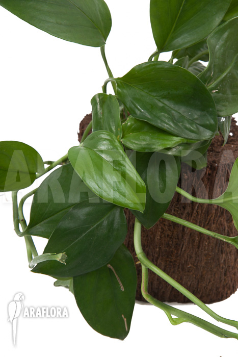 Monstera friedrichsthalii vs adansonii