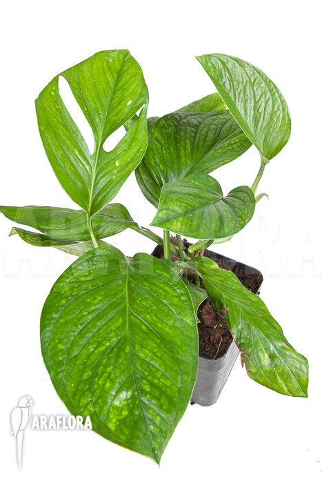 Monstera pinnatipartita “M”