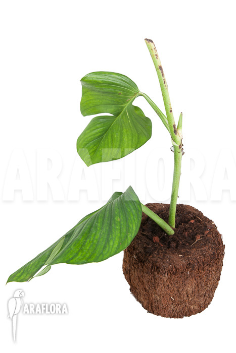 Monstera pinnatipartita “starter”