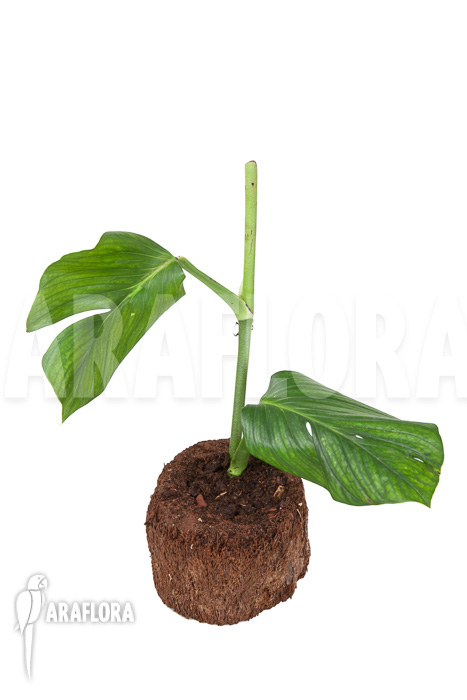 Monstera pinnatipartita “starter”