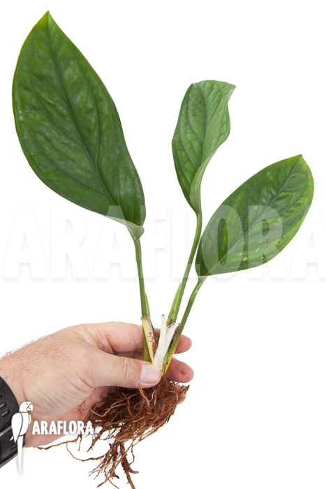 Monstera pinnatipartita ‘starter2’