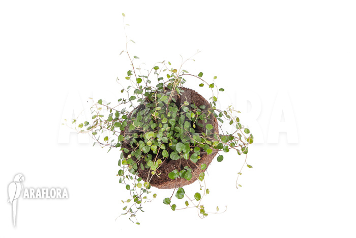 Muehlenbeckia complexa