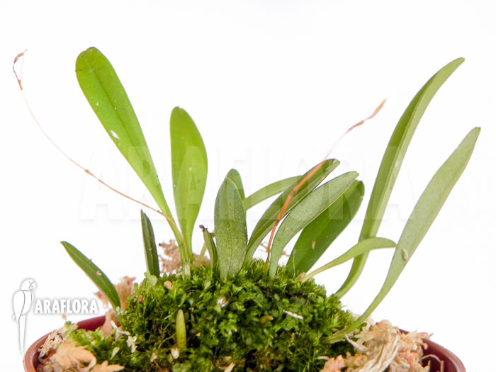 Muscarella macroblepharis