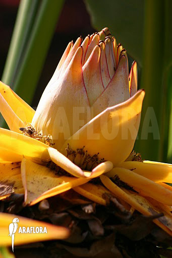 Musella lasiocarpa Kunming