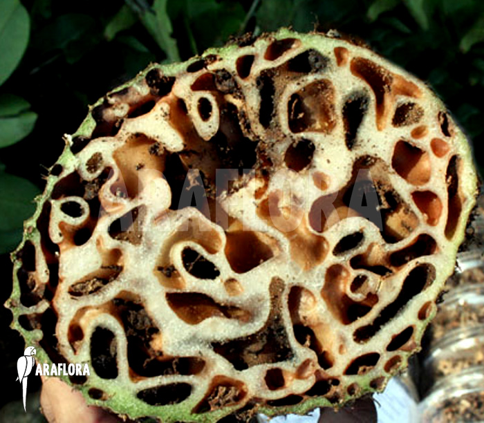 Myrmecodia-tuberosa-L-3