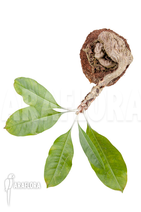 Myrmecodia tuberosa ‘XXL’