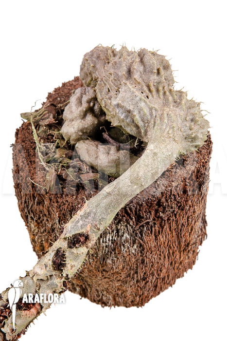 Myrmecodia tuberosa ‘XXL’