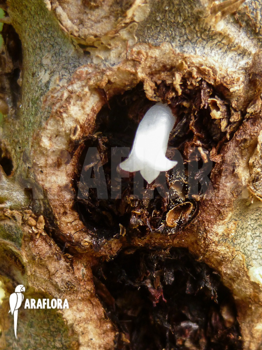 Myrmecodia tuberosa flower