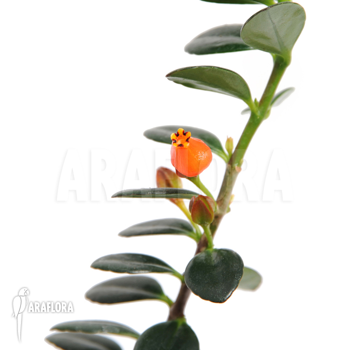 Nematanthus australis